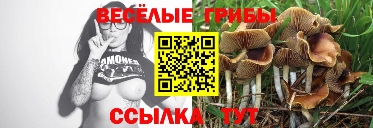 Галлюциногенные грибы Cubensis Торжок